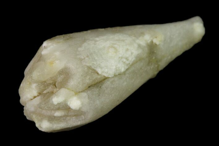 Blastoid (Troosticrinus) Fossil - Tennessee #135589